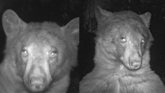 Meraklı ayı kamerayı buldu, 400’den fazla selfie çekti
